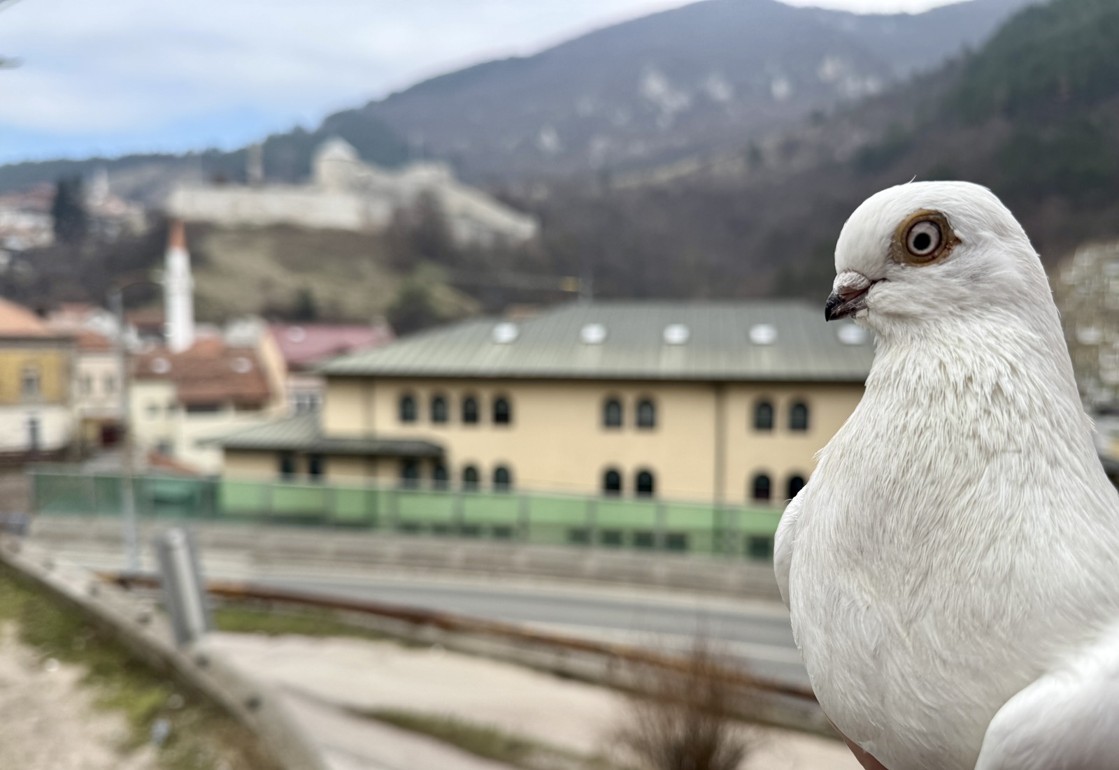 Travnik štiti – svoje, “Travnički sir” dobio rješenje o zaštiti geografskog porijekla, dok je u toku i pokretanje projekta zaštite autohtone vrste - travničkog kratkokljunog goluba